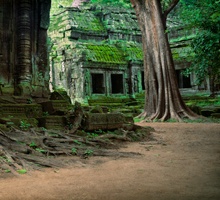 AS97-Tree roots,Ta Phrom, Cambodia
