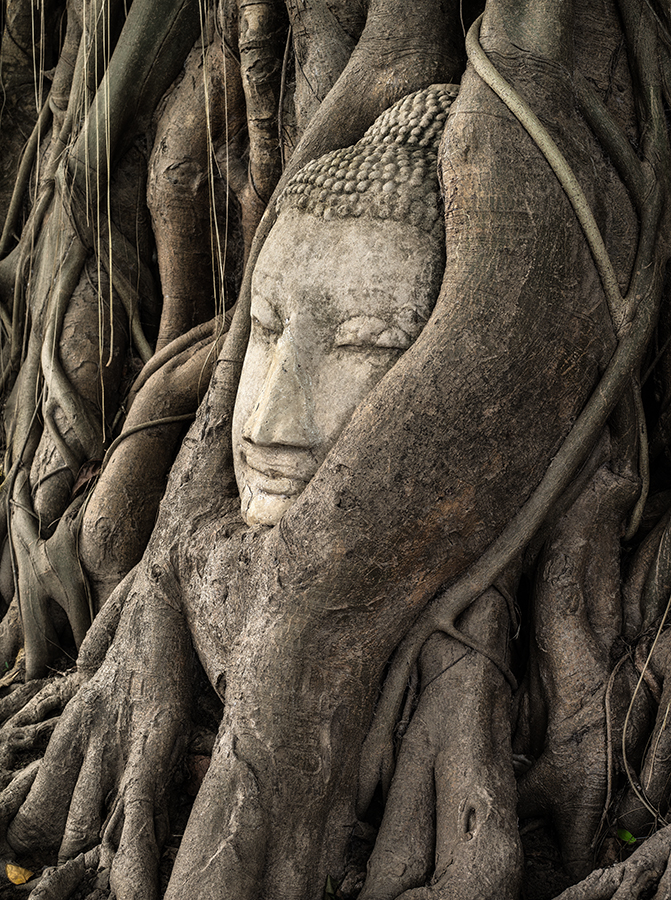 AS87-Buddha head, Ayuthaya, Thailand