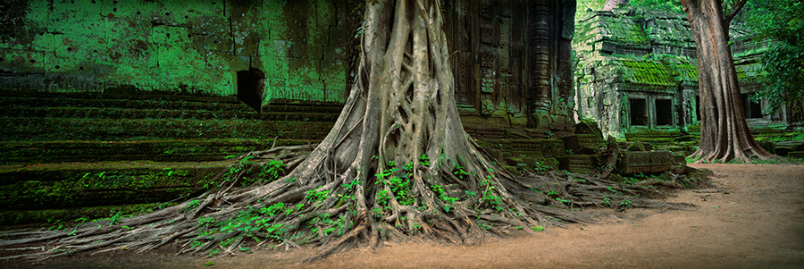AS97-Tree roots,Ta Phrom, Cambodia